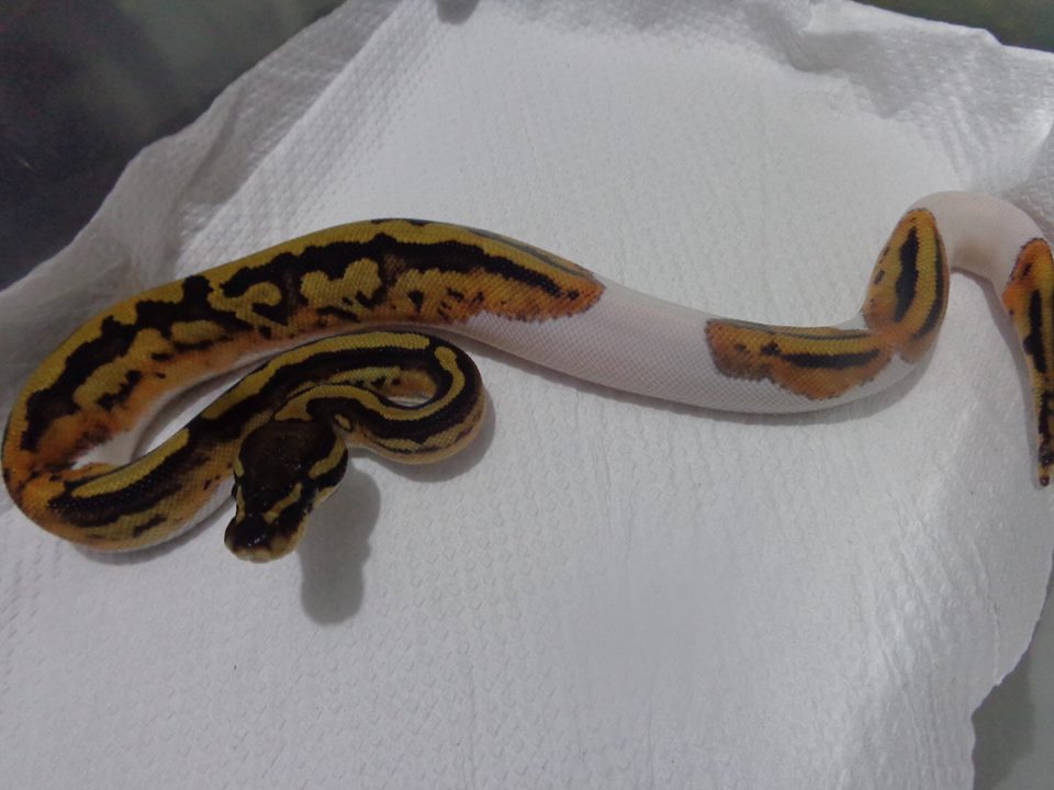 Piebald o Pastel Pied? Fauna Exótica