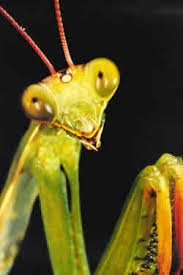 Ojo con los insectos