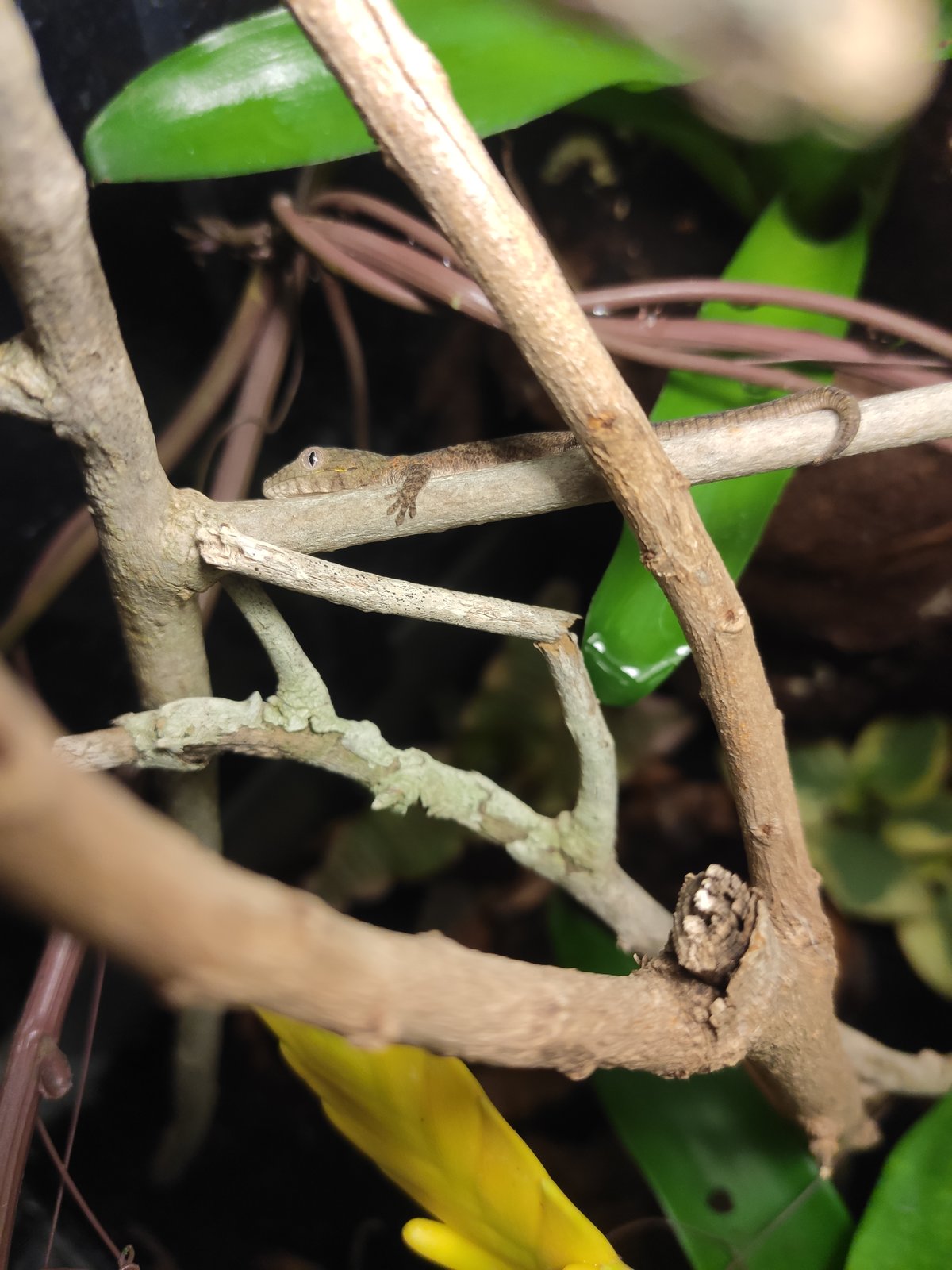 Eurydactylodes Agricolae Fauna Exótica