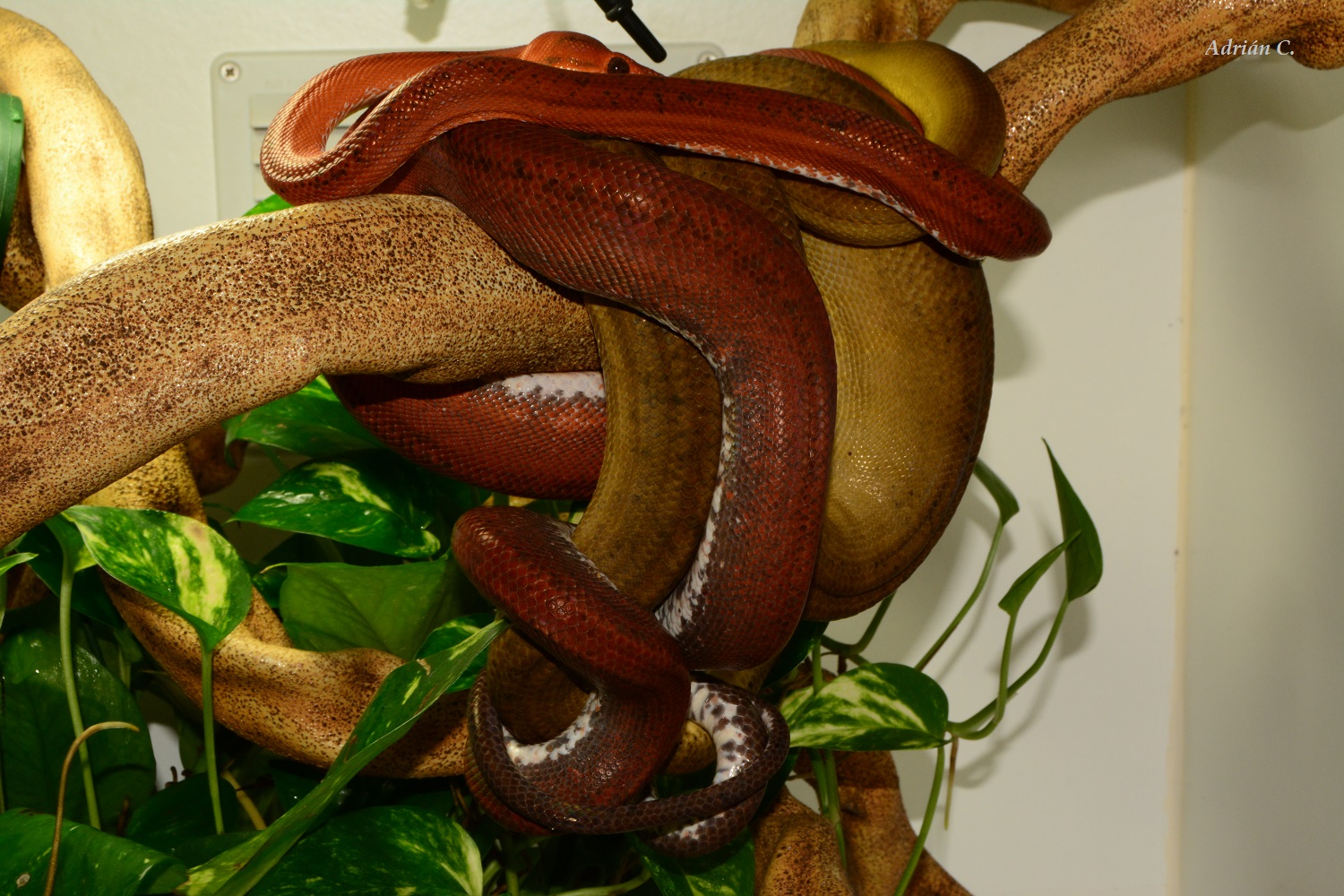 24 de Dic de 2014.JPG