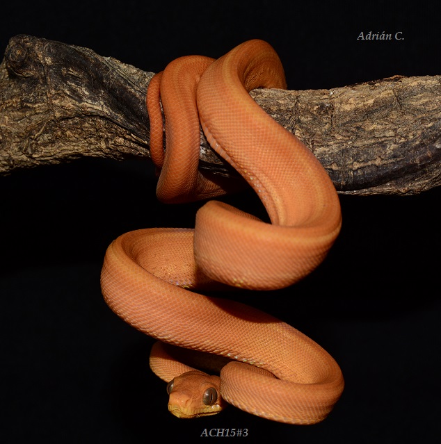 ACH15#3 después de la 1ª muda.JPG