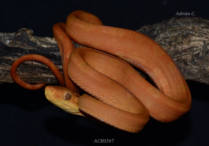 ACH15#7 después de la 1ª muda.JPG