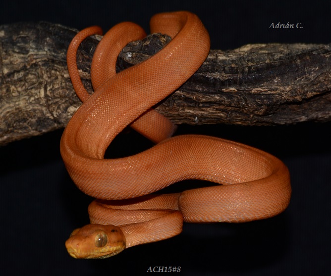 ACH15#8 después de la 1ª muda.JPG