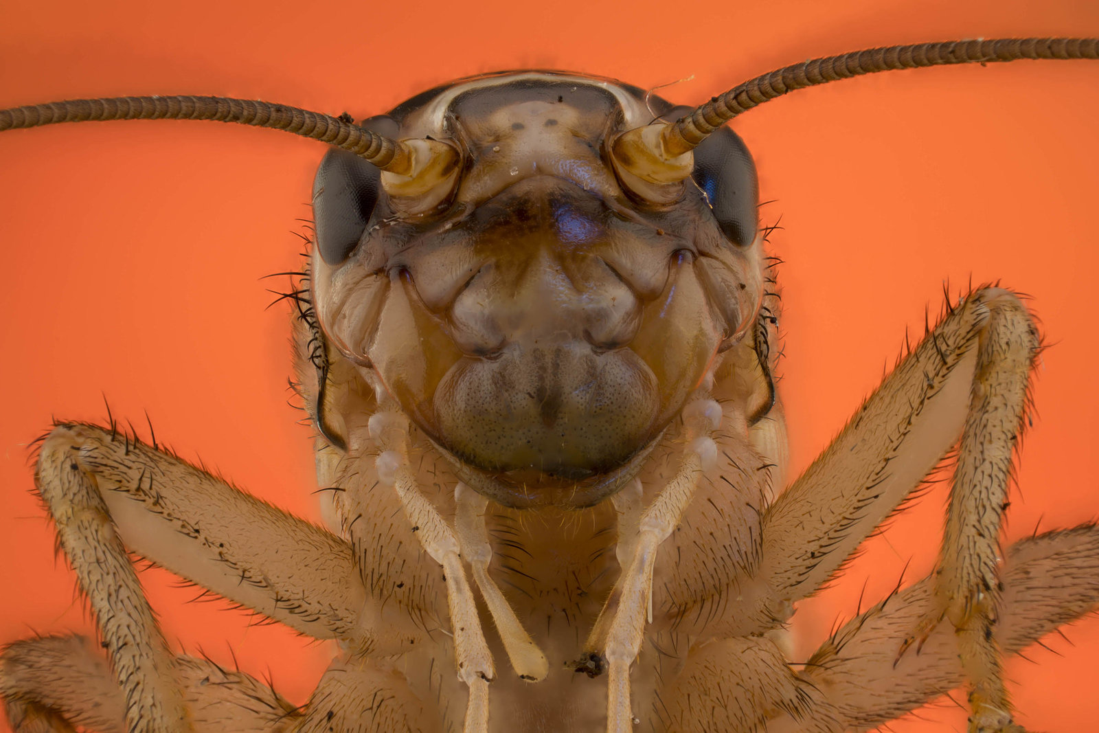 Acheta domesticus.jpg