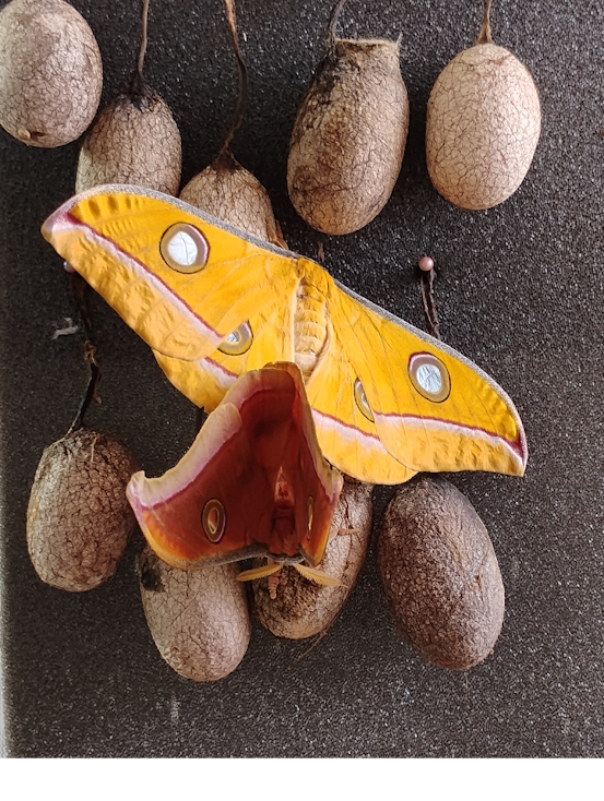 Antheraea mylitta -Copula (Hembra Arriba y Macho Abajo).jpg
