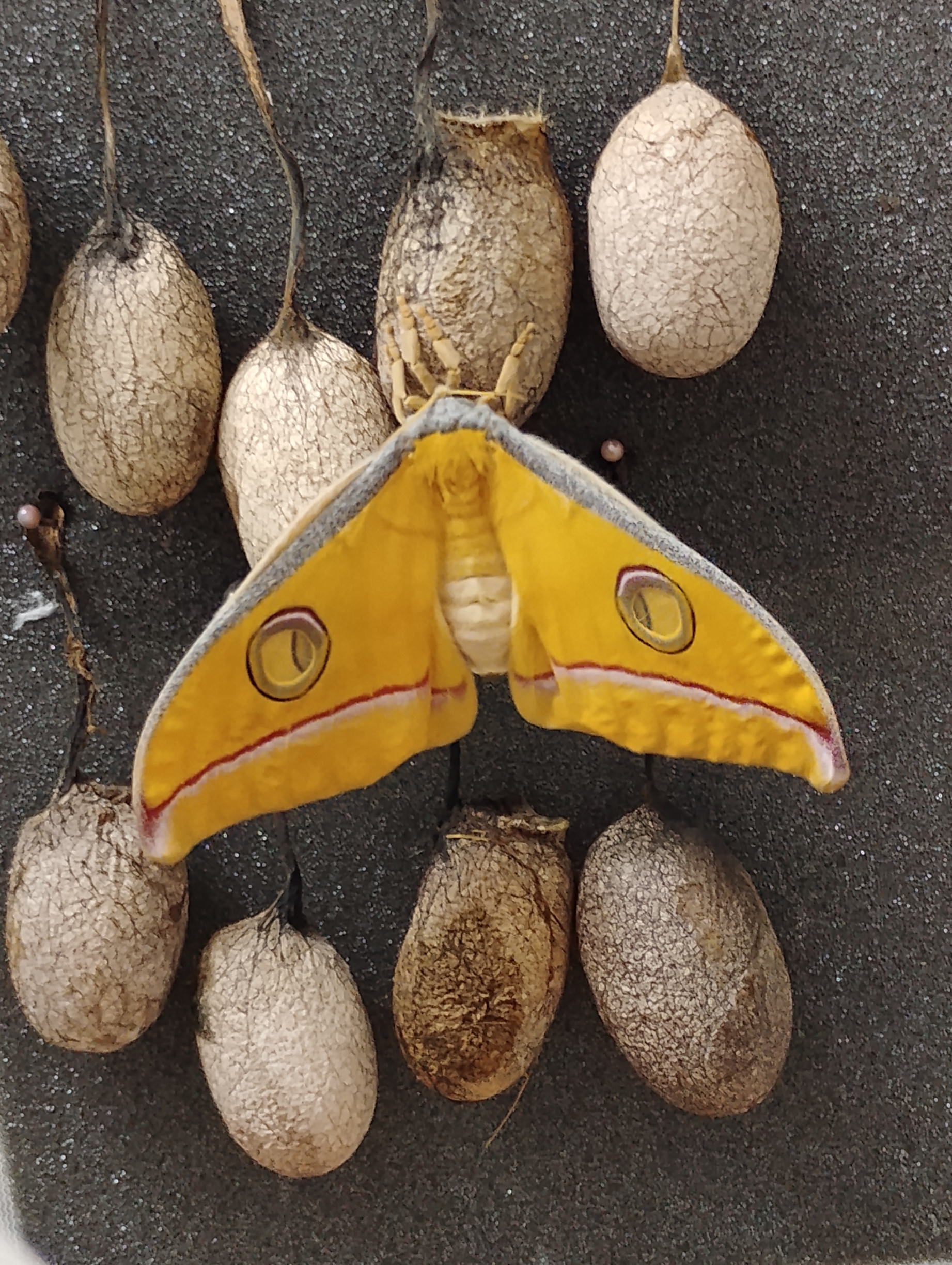 Antheraea mylitta -Hembra.jpg