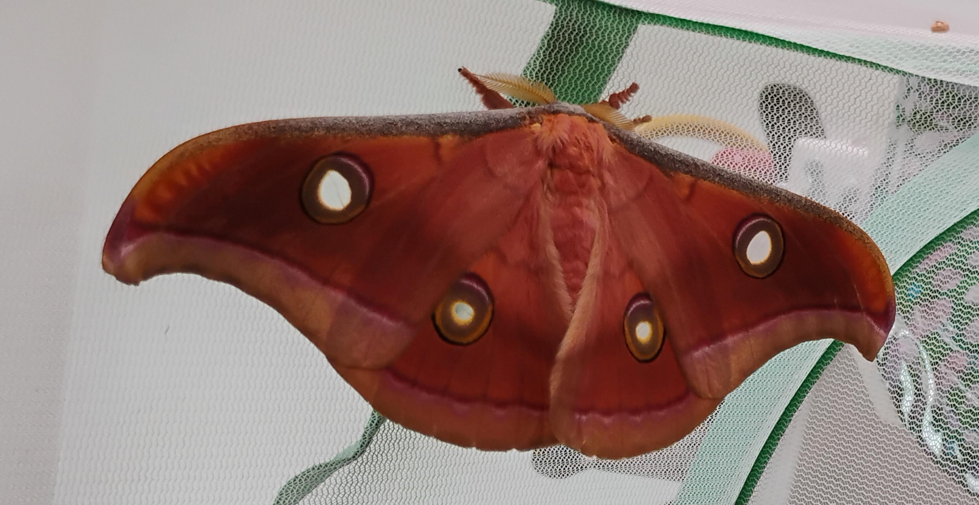antheraea-mylitta -macho.png