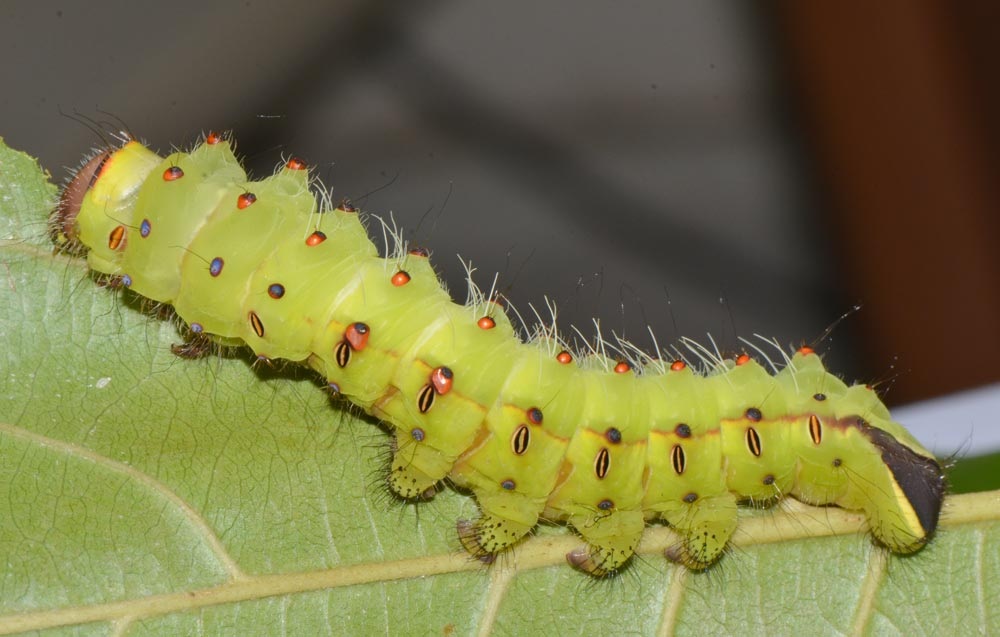 antheraea-mylitta11.jpg