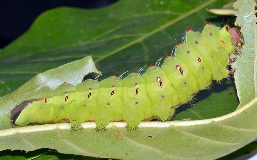 antheraea-mylitta6.jpg
