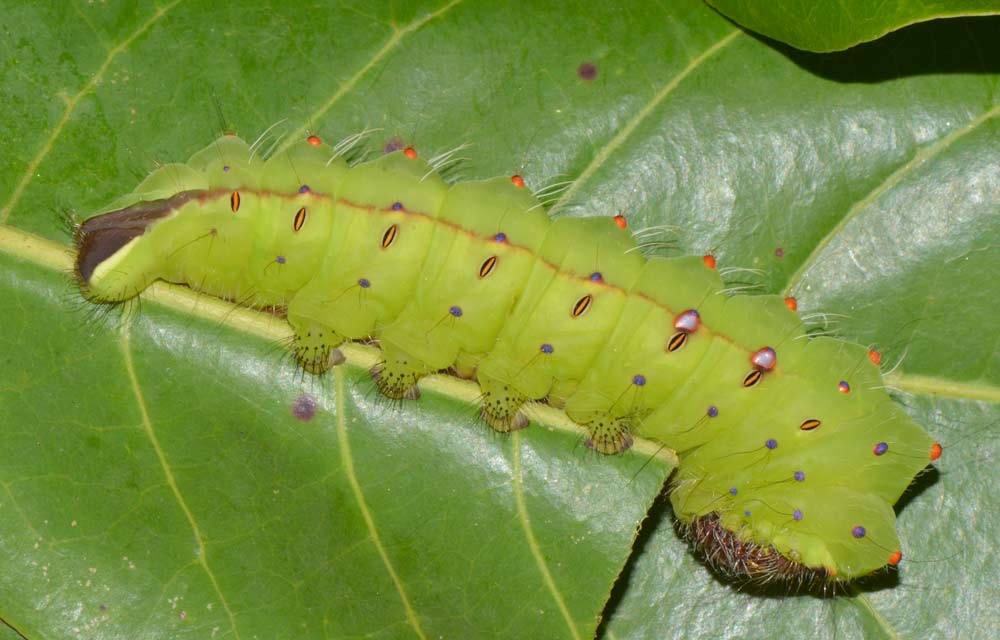 antheraea-mylitta7.jpg