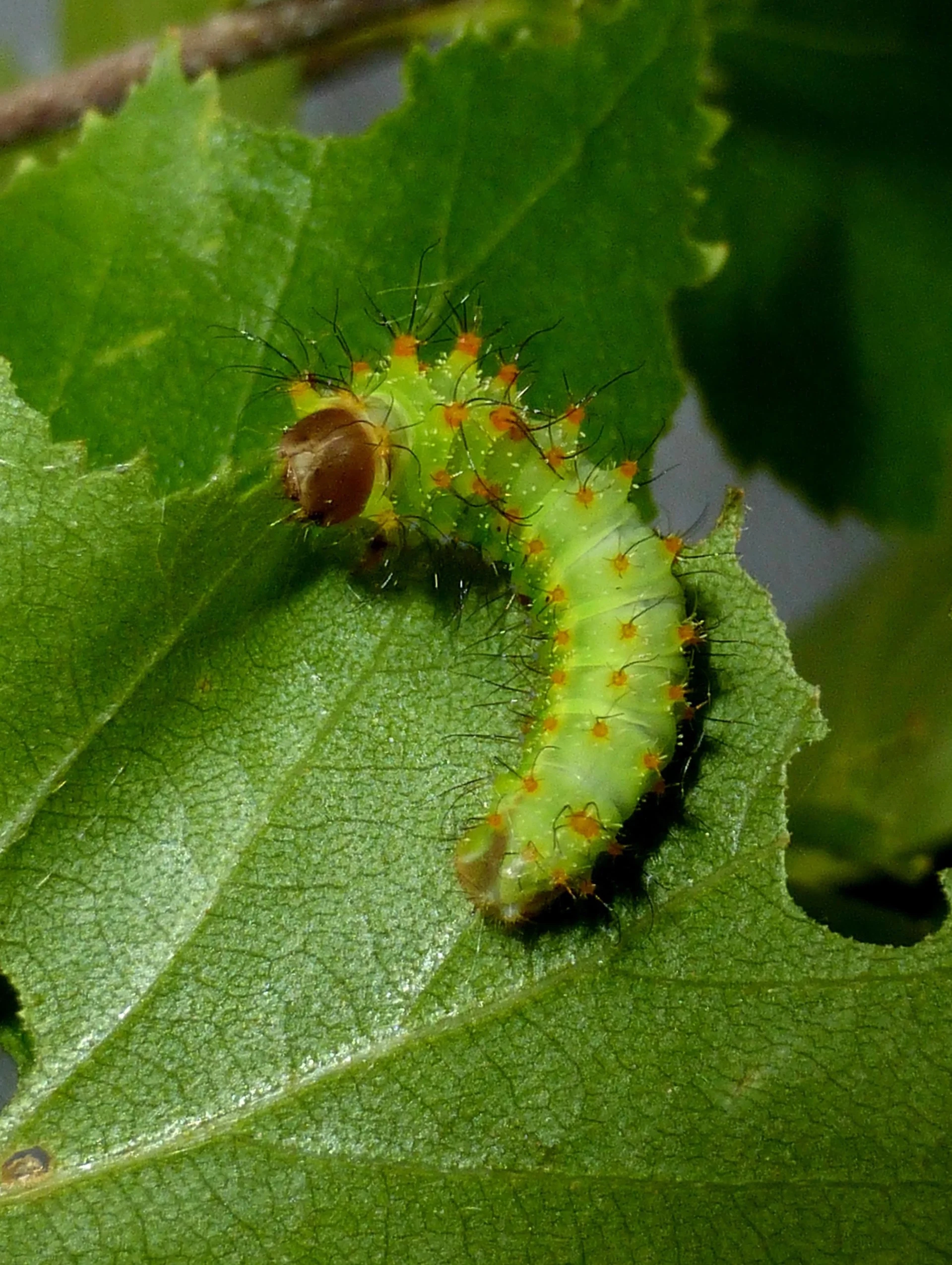 Antheraea pernyi L2.jpg