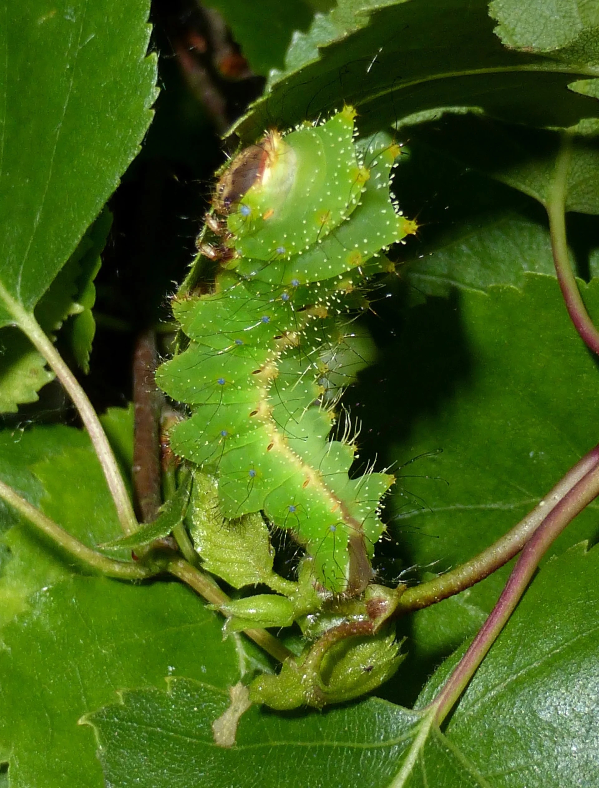 Antheraea pernyi L3.jpg