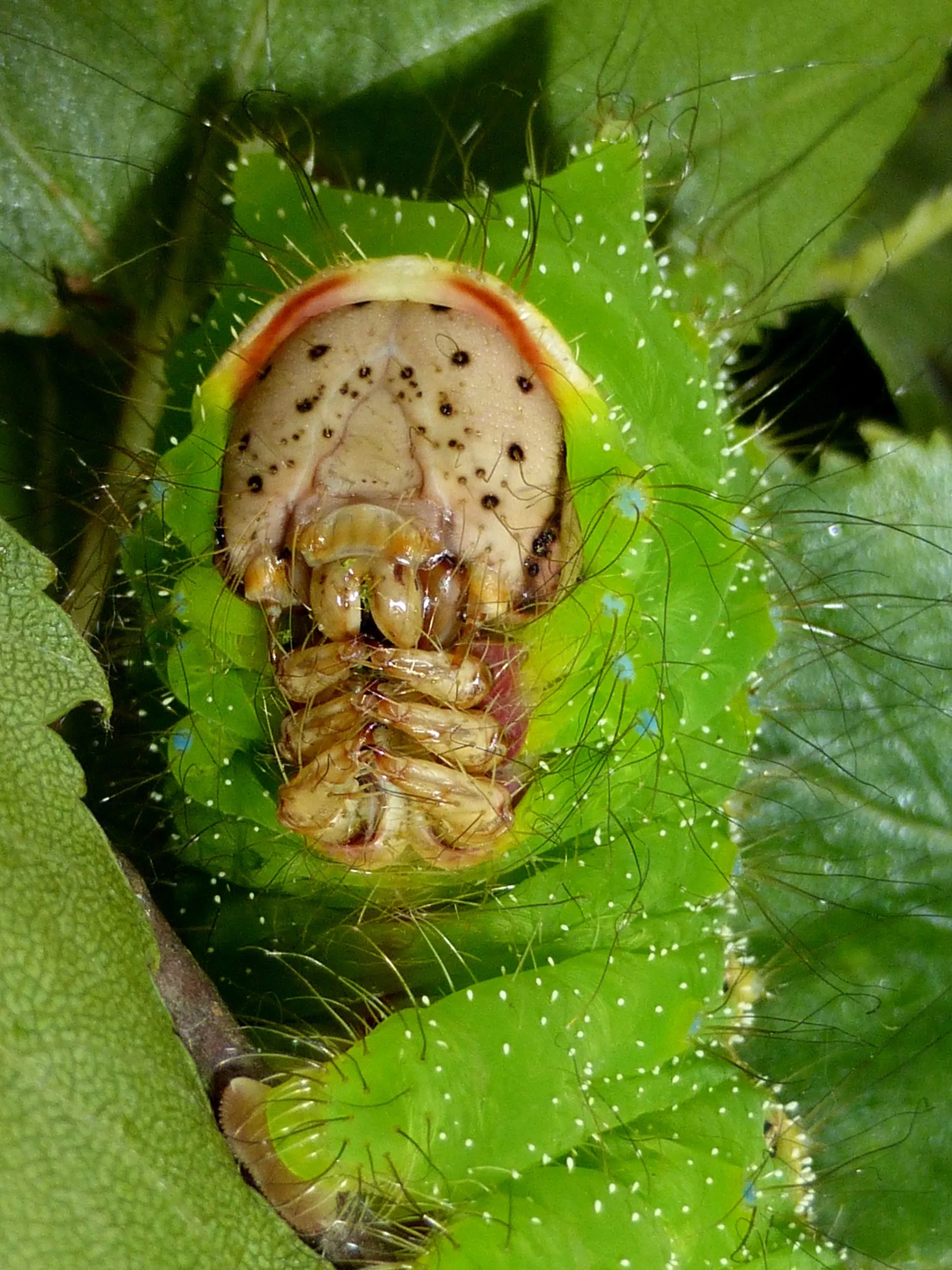 Antheraea pernyi L4.jpg