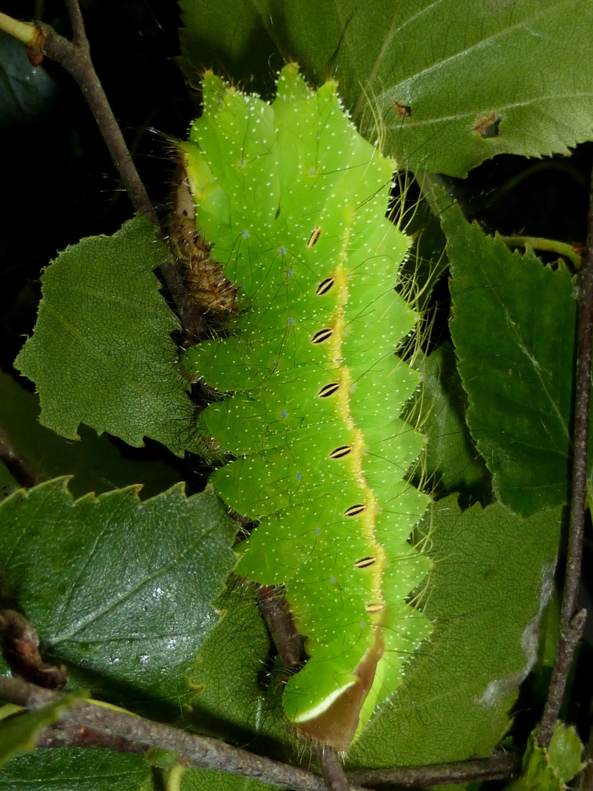 Antheraea pernyi L5.jpg