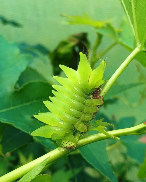 Argema mimosae oruga.jpg