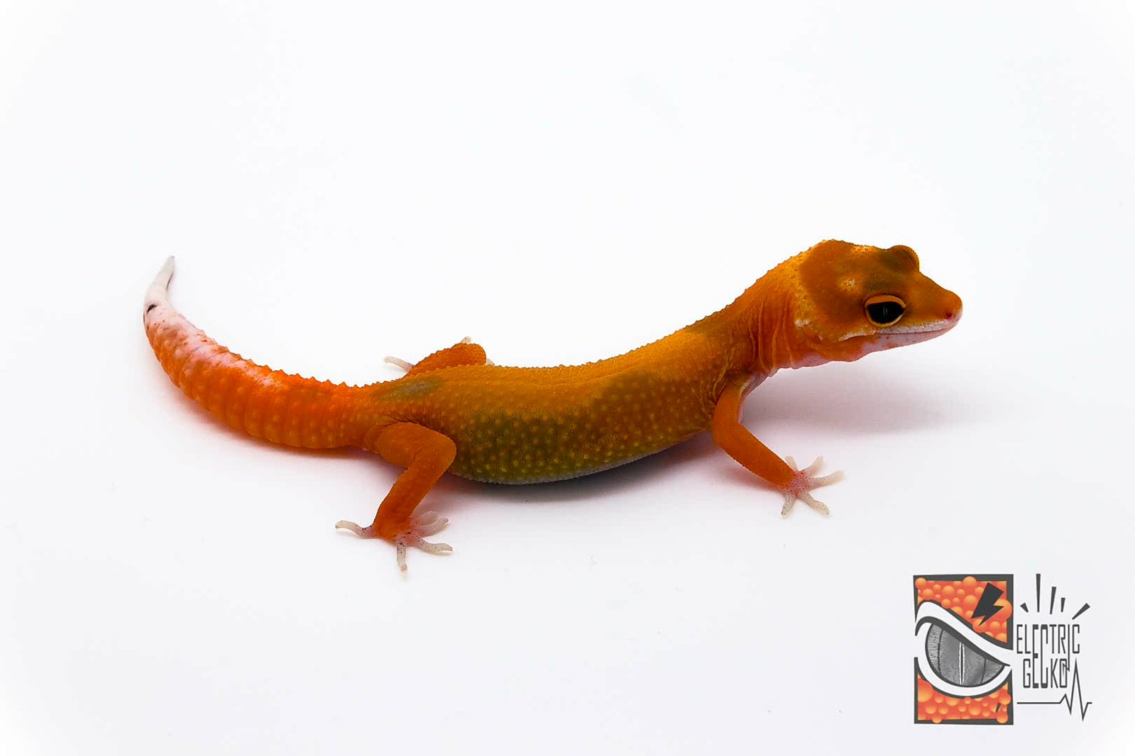 Artema 17-6-2016-1.jpg