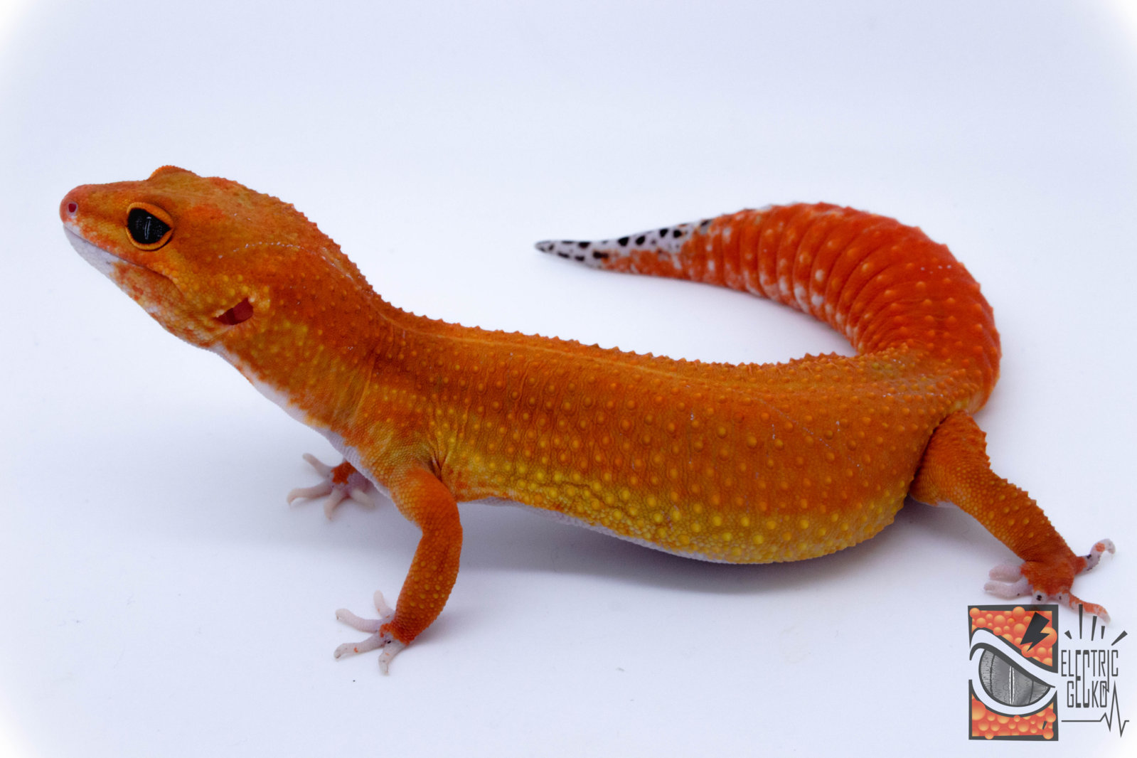 Artema 2-12-2016 8.jpg