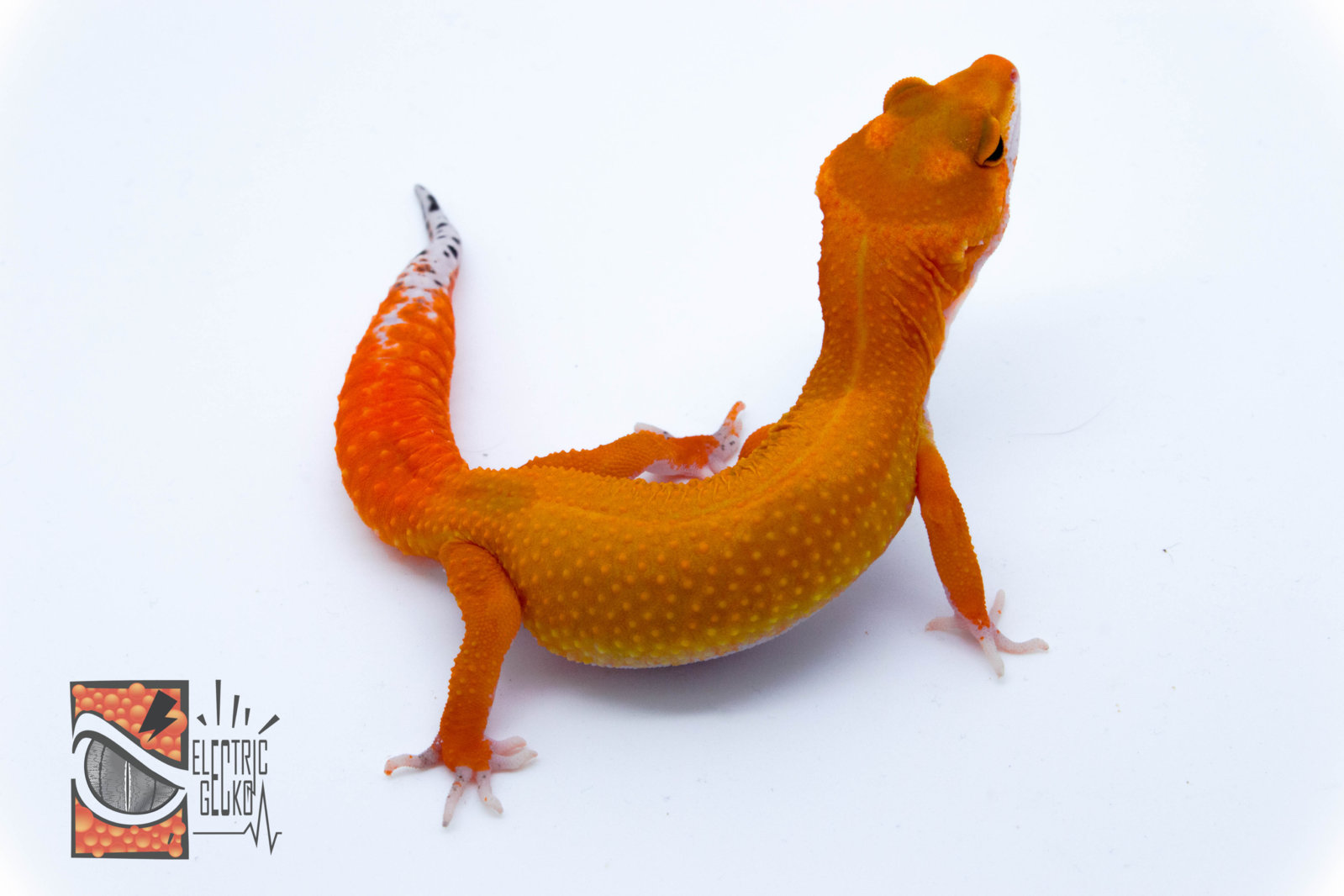 Artema 2-8-2016 23g.jpg