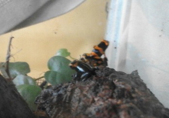 Captura de pantalla 2015-08-16 a las 19.10.25.jpg