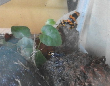 Captura de pantalla 2015-08-16 a las 19.10.48.jpg