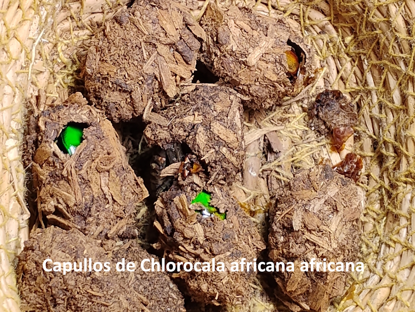 Capullos de Chlorocala africana africana.jpg