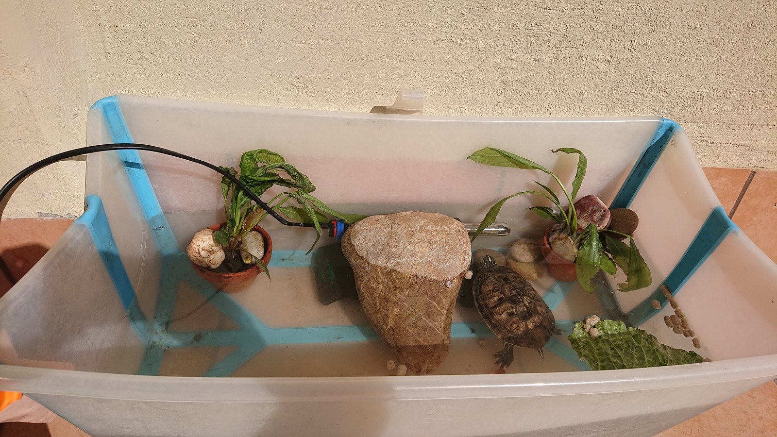 Casa temporal mientras recuperaba de la neumonía.JPG