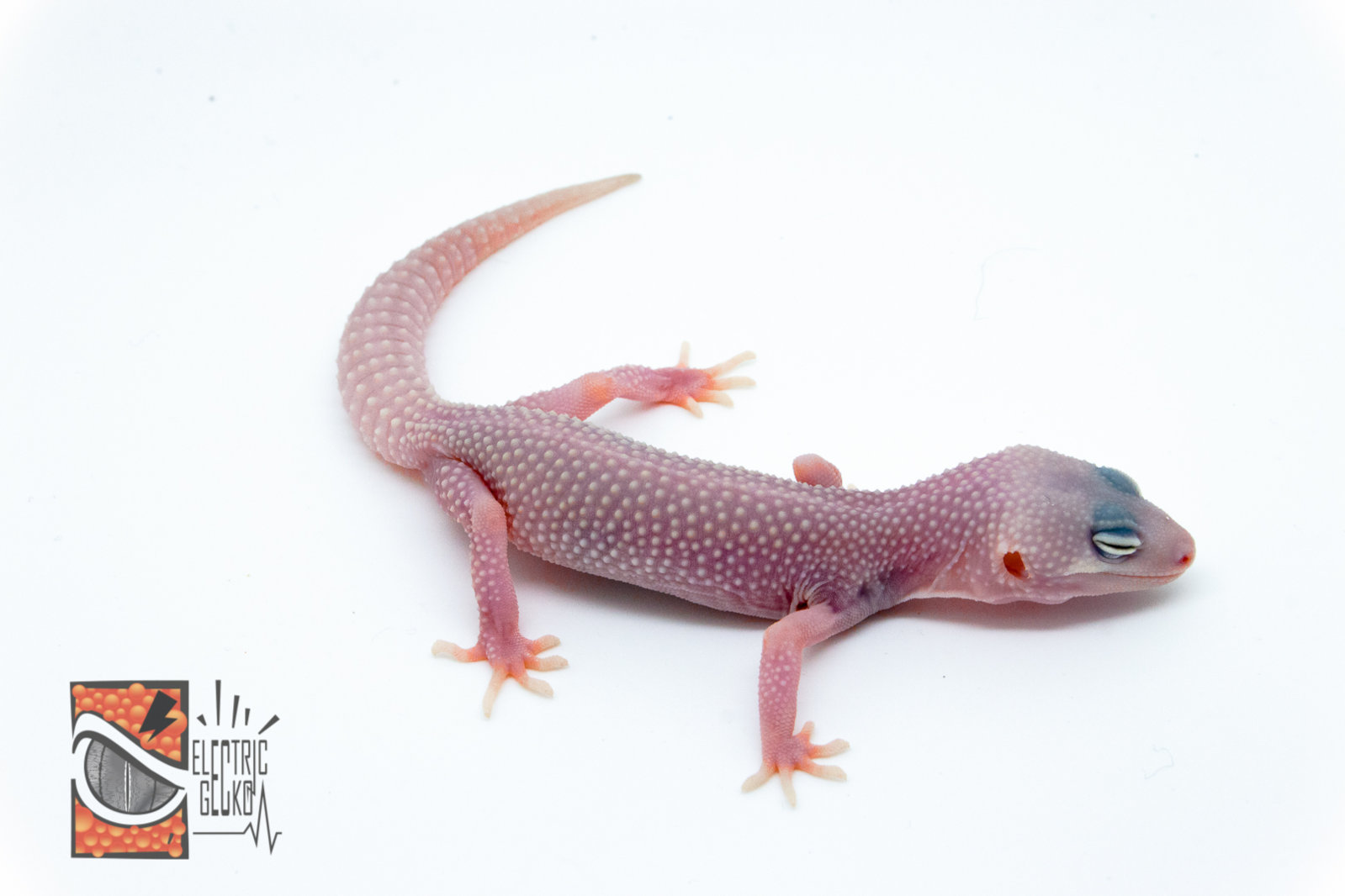 Ceniza evolucion 12g-1.jpg