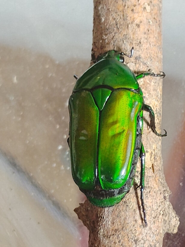 Chlorocala africana africana.jpg