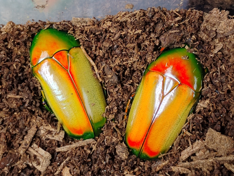 Chlorocala africana camerunica-2.jpg