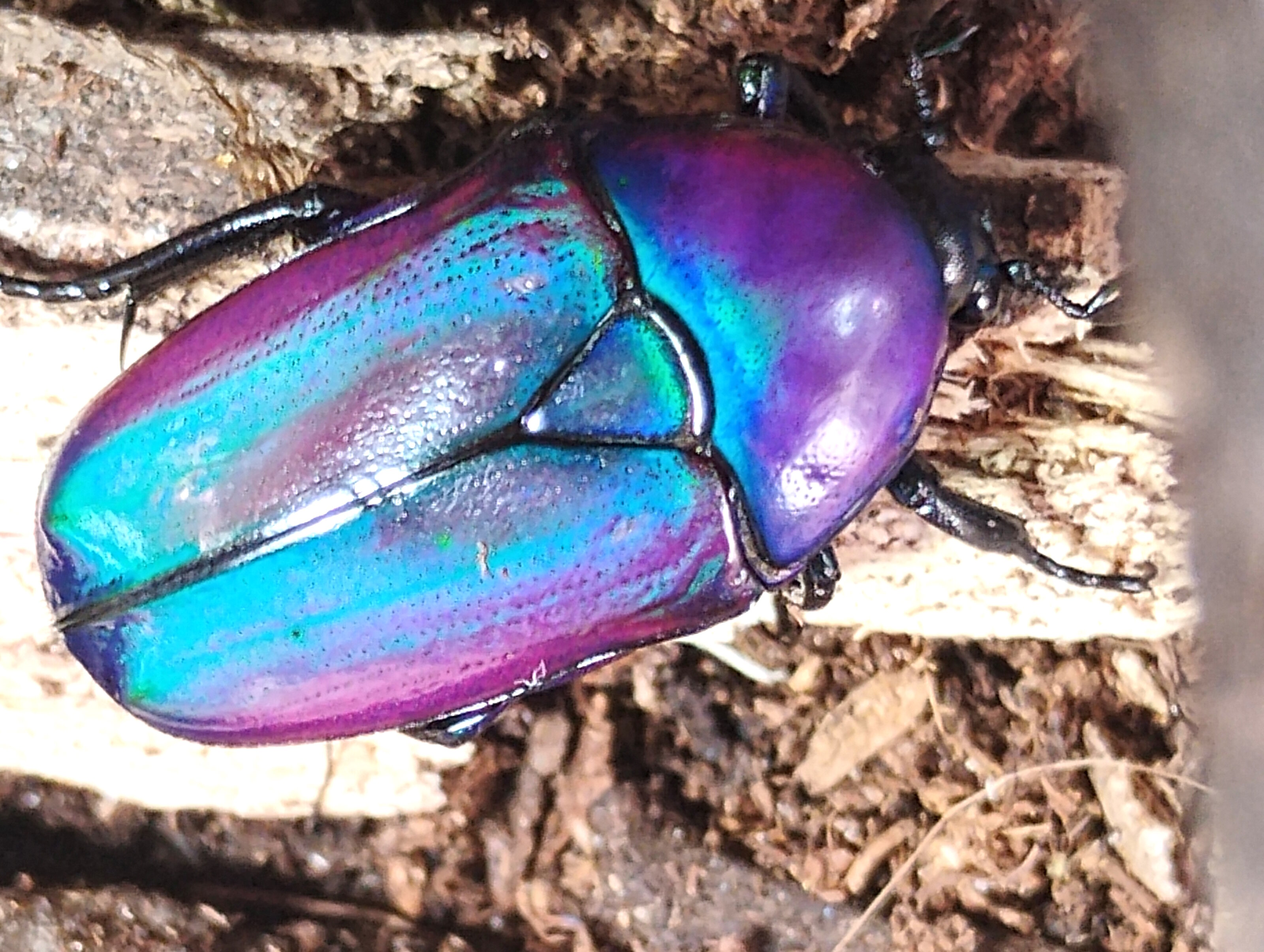 Chlorocala africana oertzeni-6.jpg