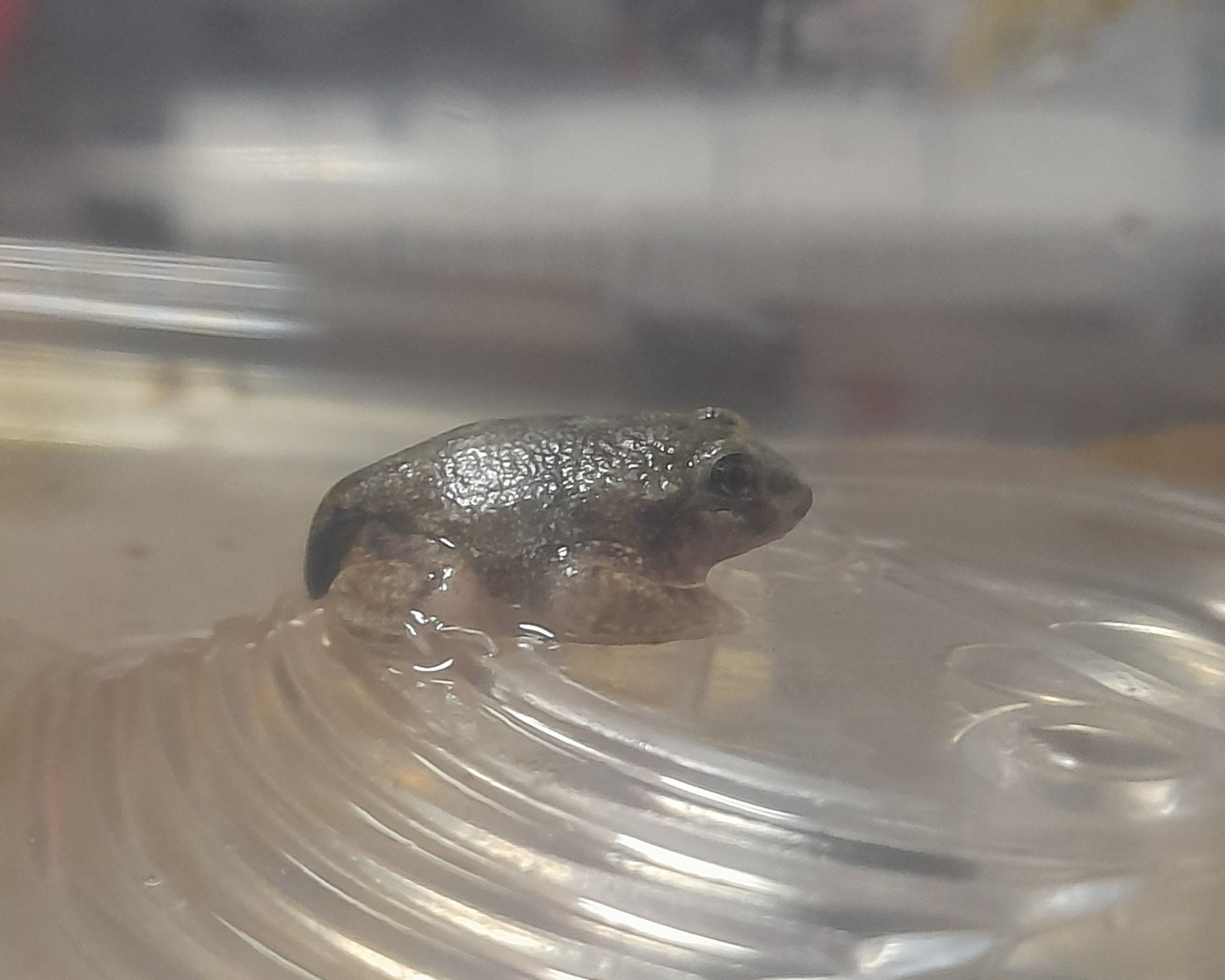 Diseño sin título(1).png