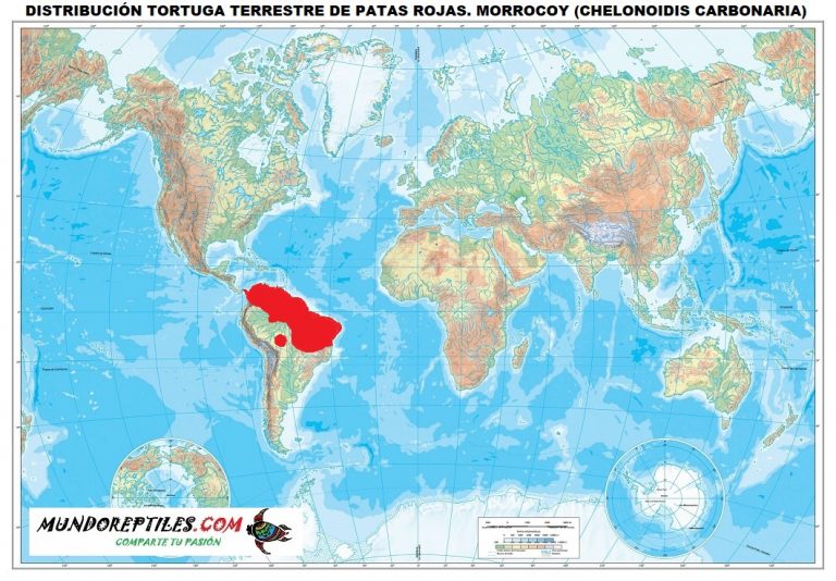 distribución-morrocoy-chelonoidis-carbonaria-768x534.jpg