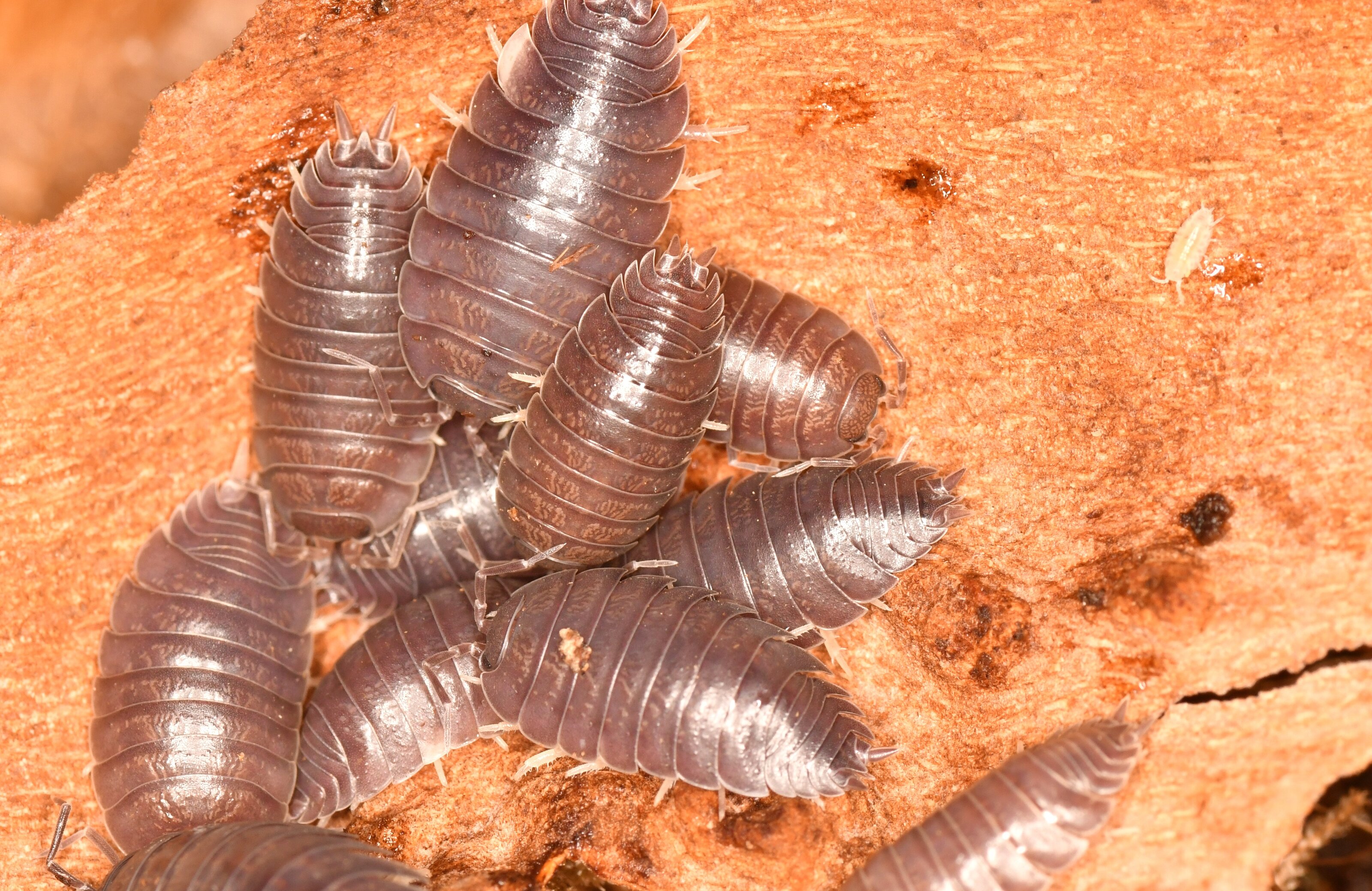 DSC_1051 - copia.JPG