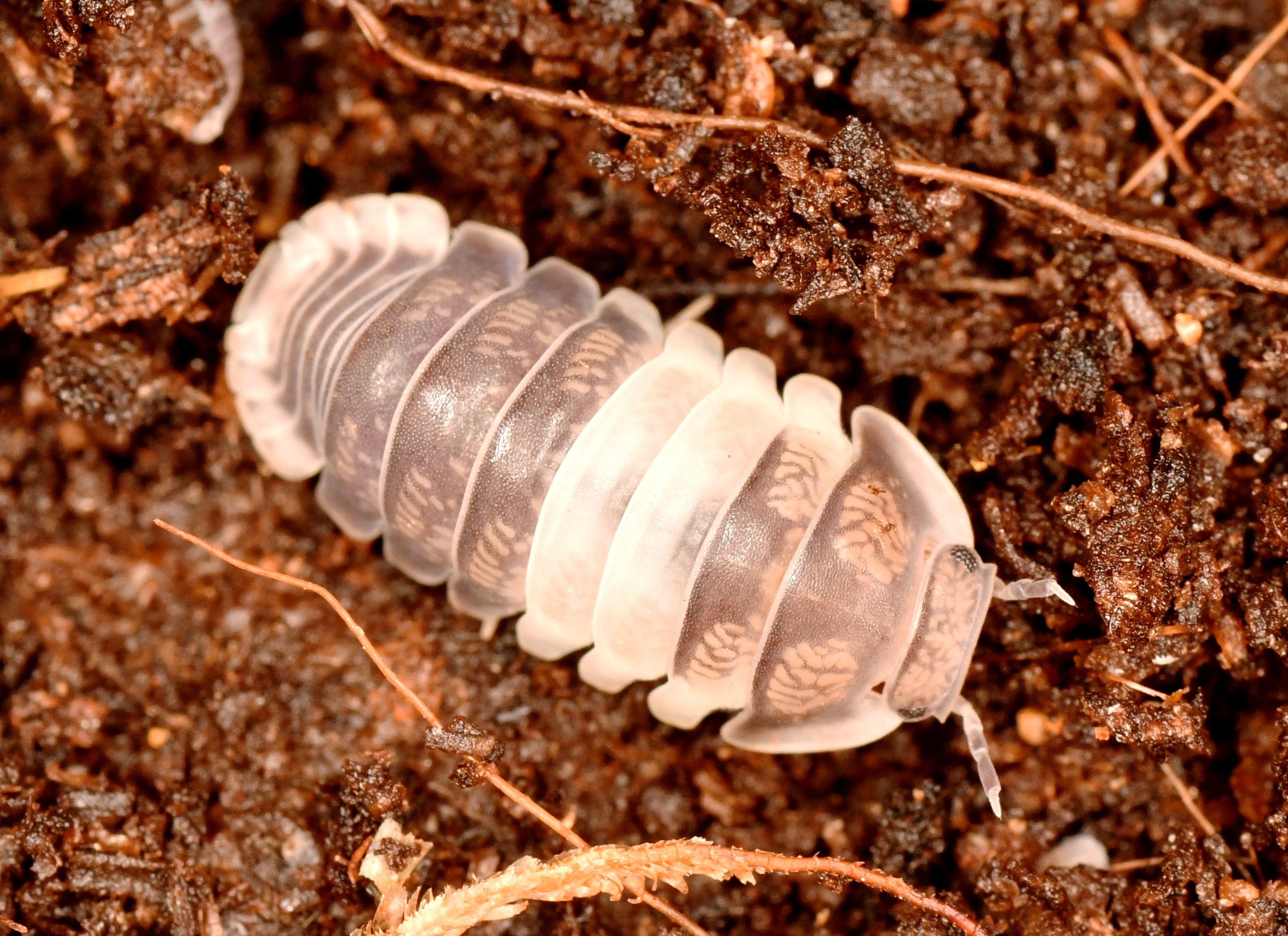 DSC_1077 - copia.JPG