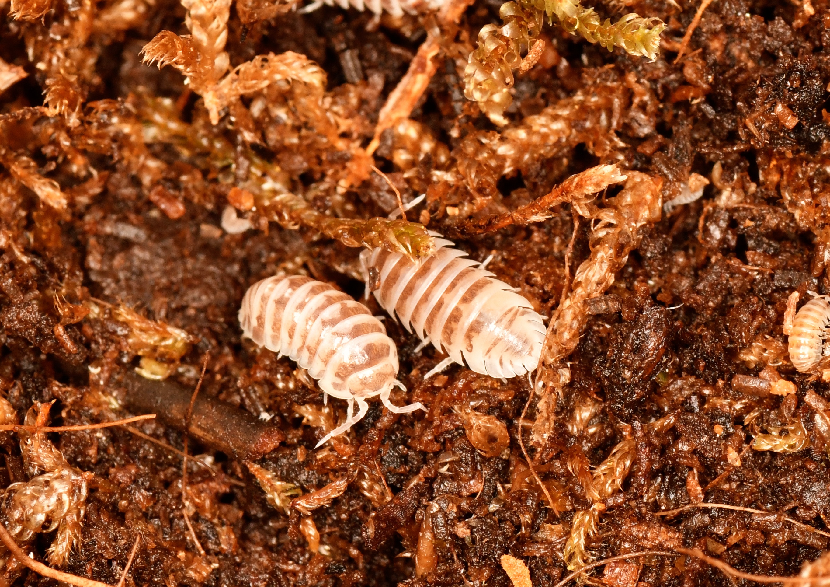 DSC_1083 - copia.JPG