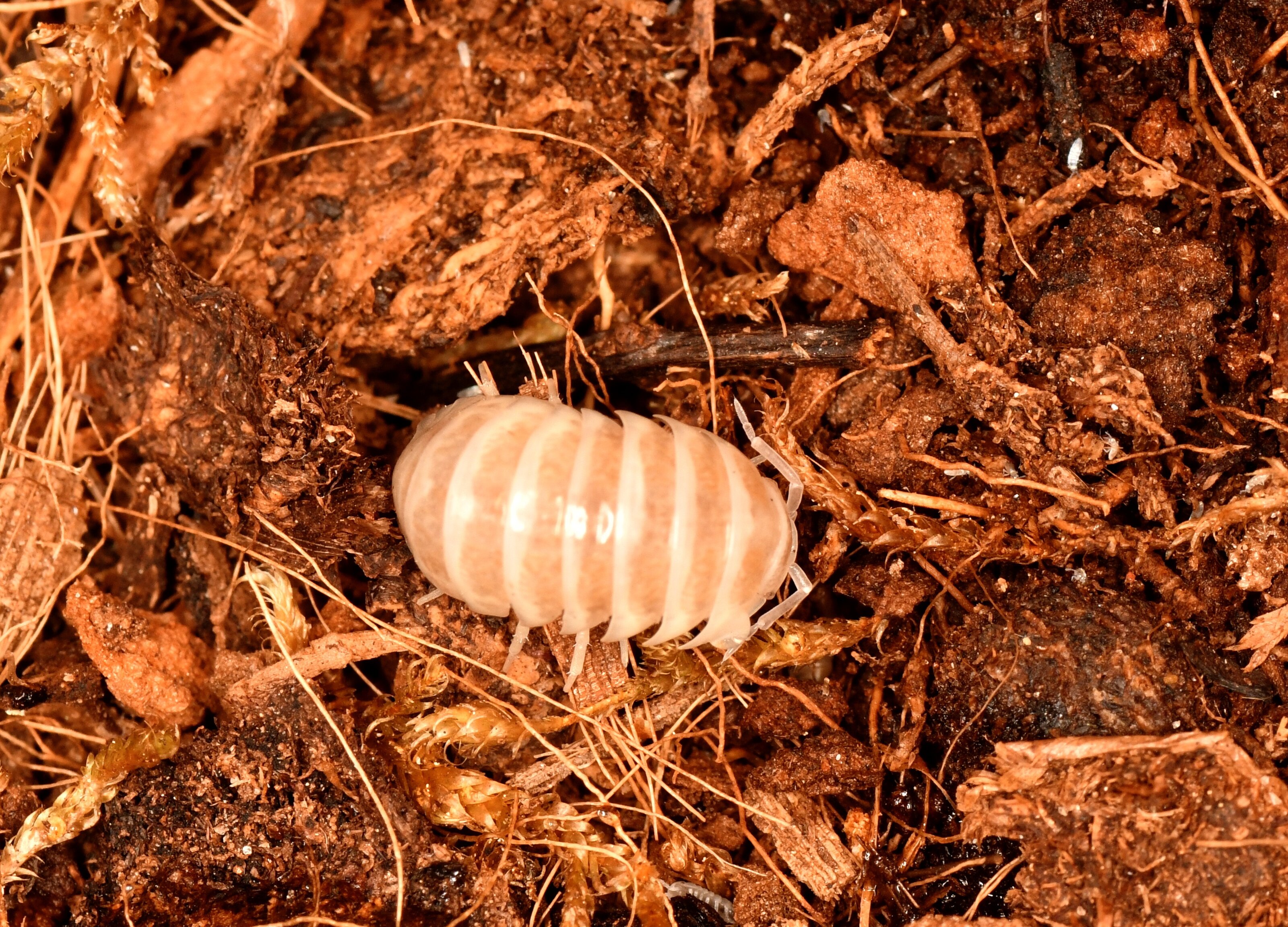 DSC_1089 - copia.JPG