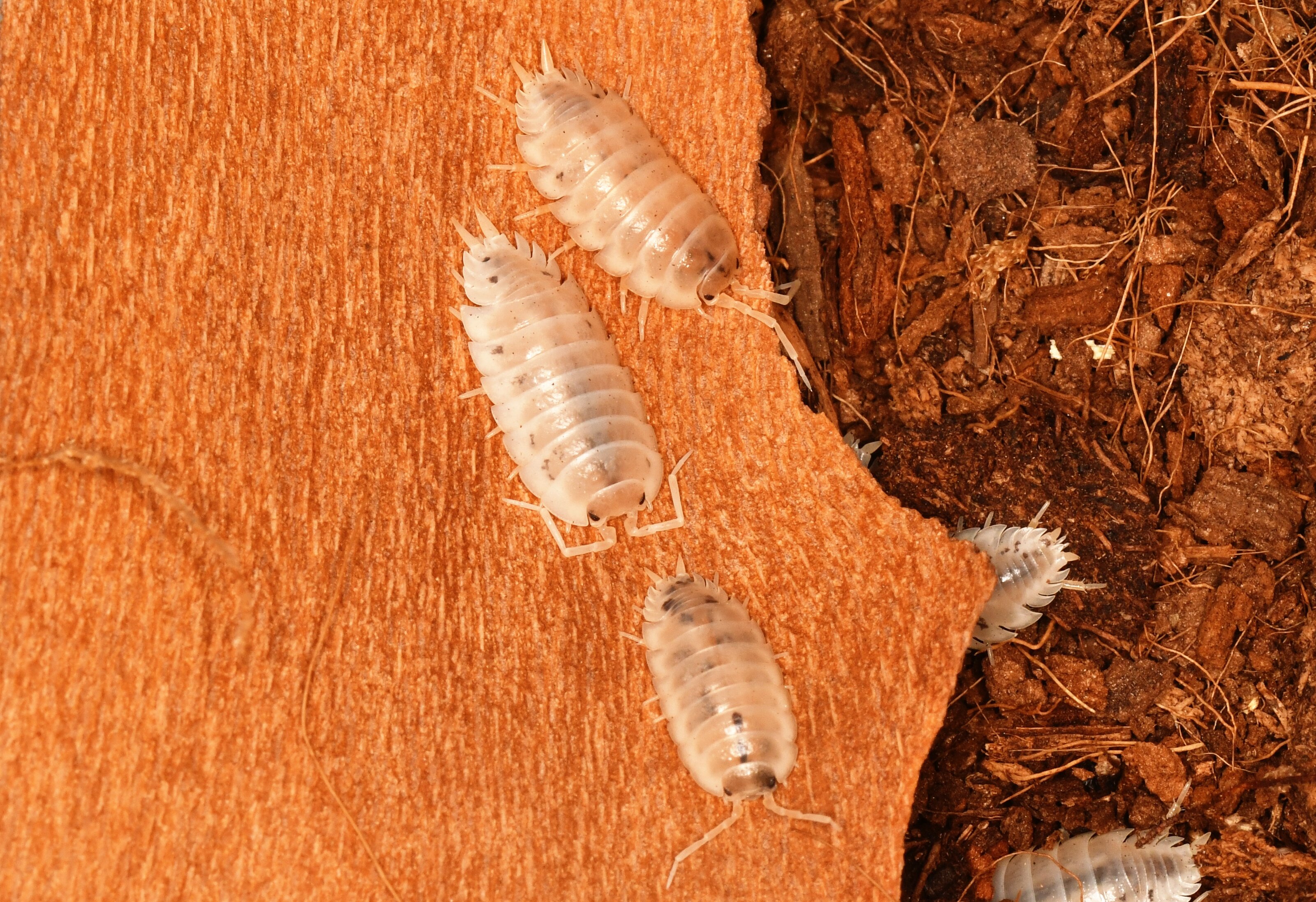 DSC_1094 - copia.JPG