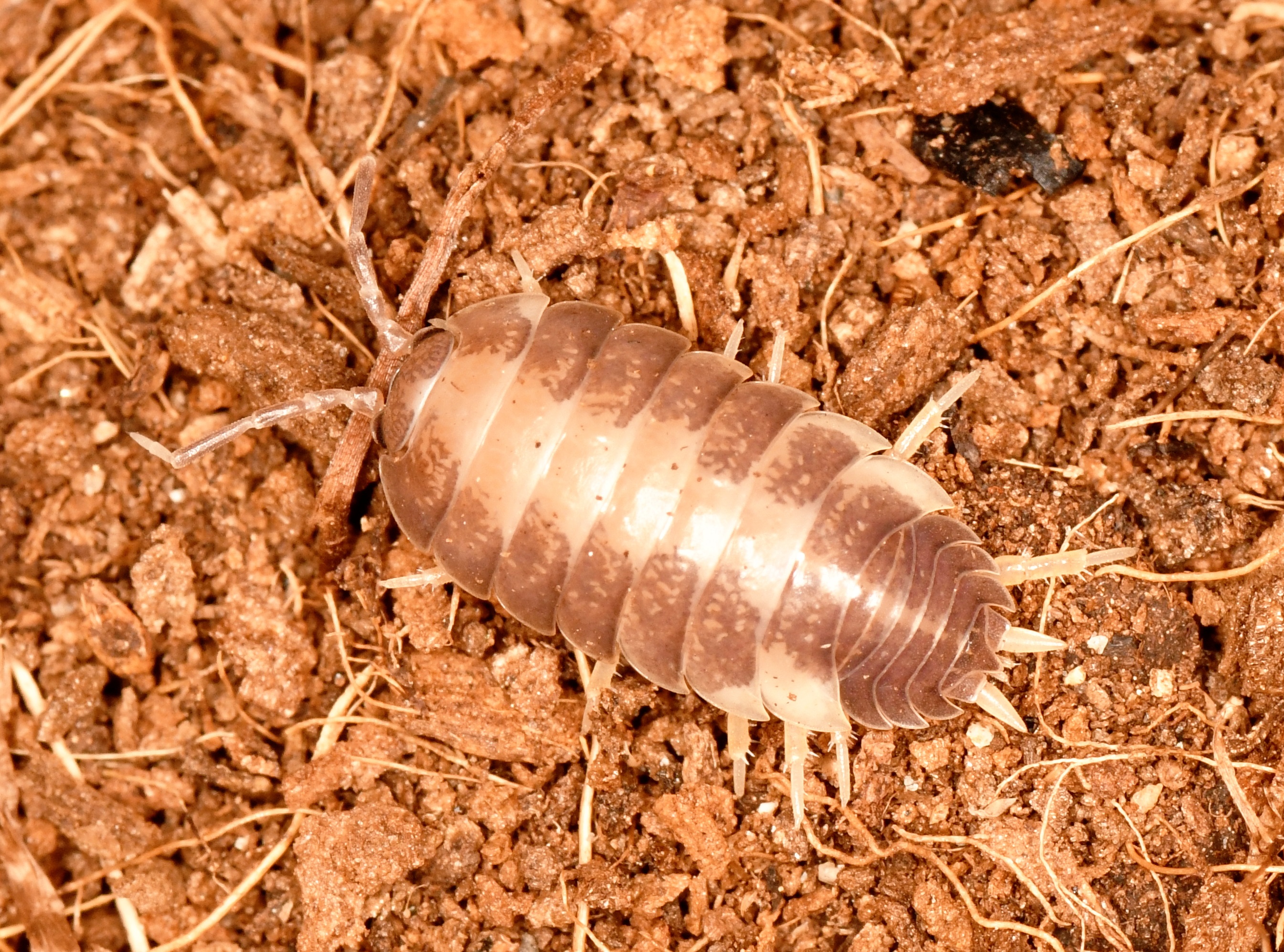 DSC_1106 - copia.JPG