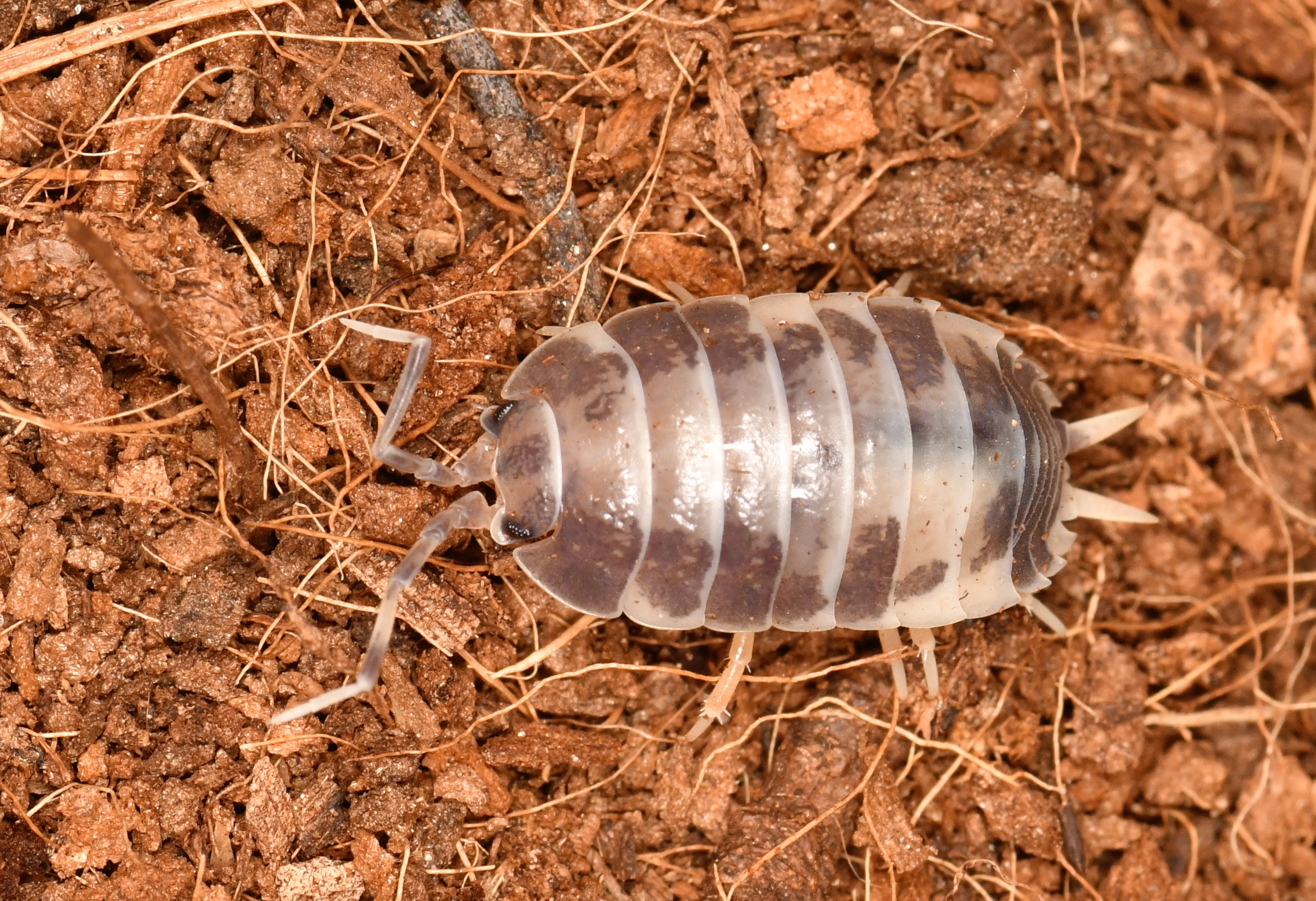 DSC_1109 - copia.JPG