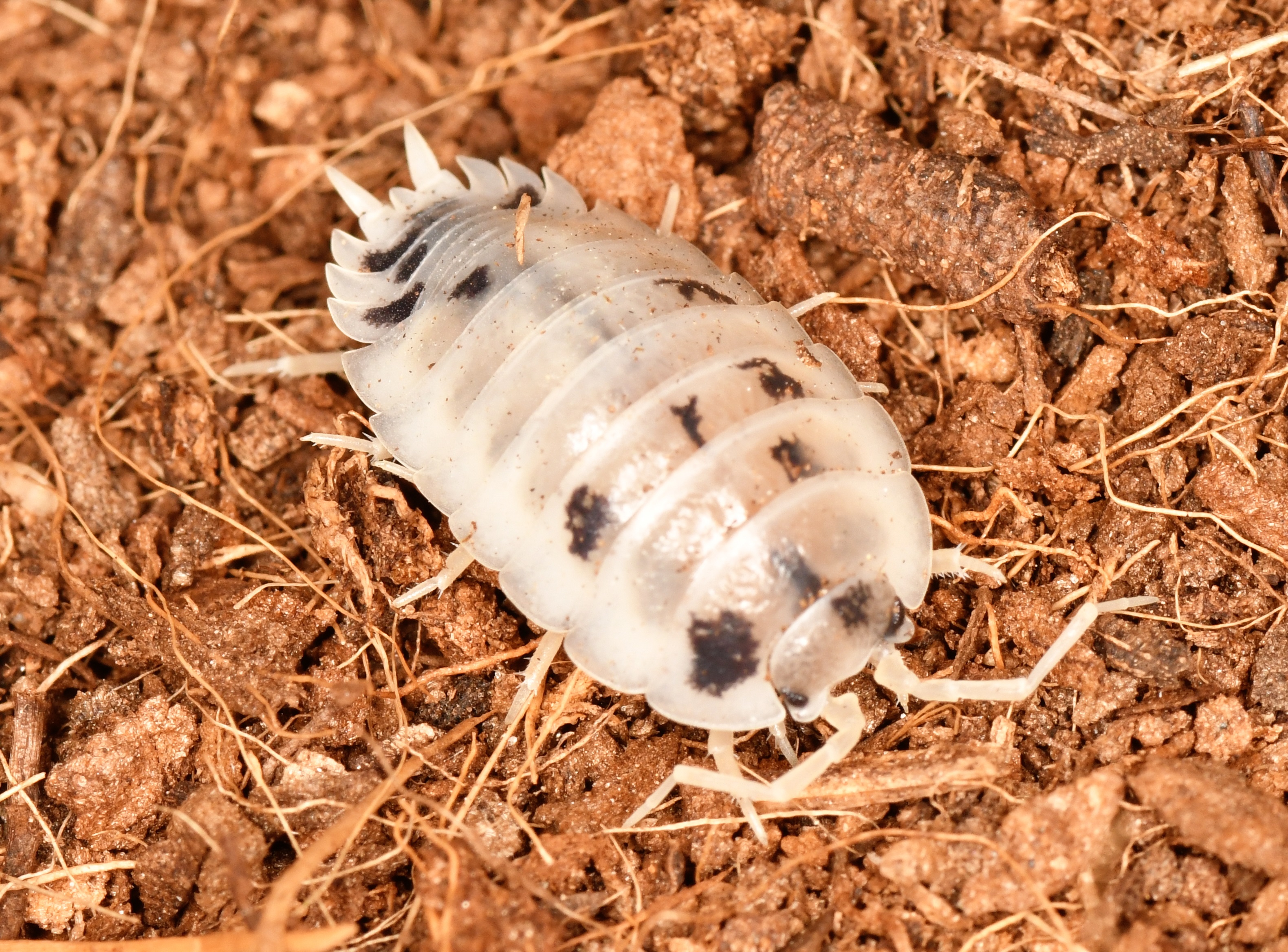 DSC_1110 - copia.JPG