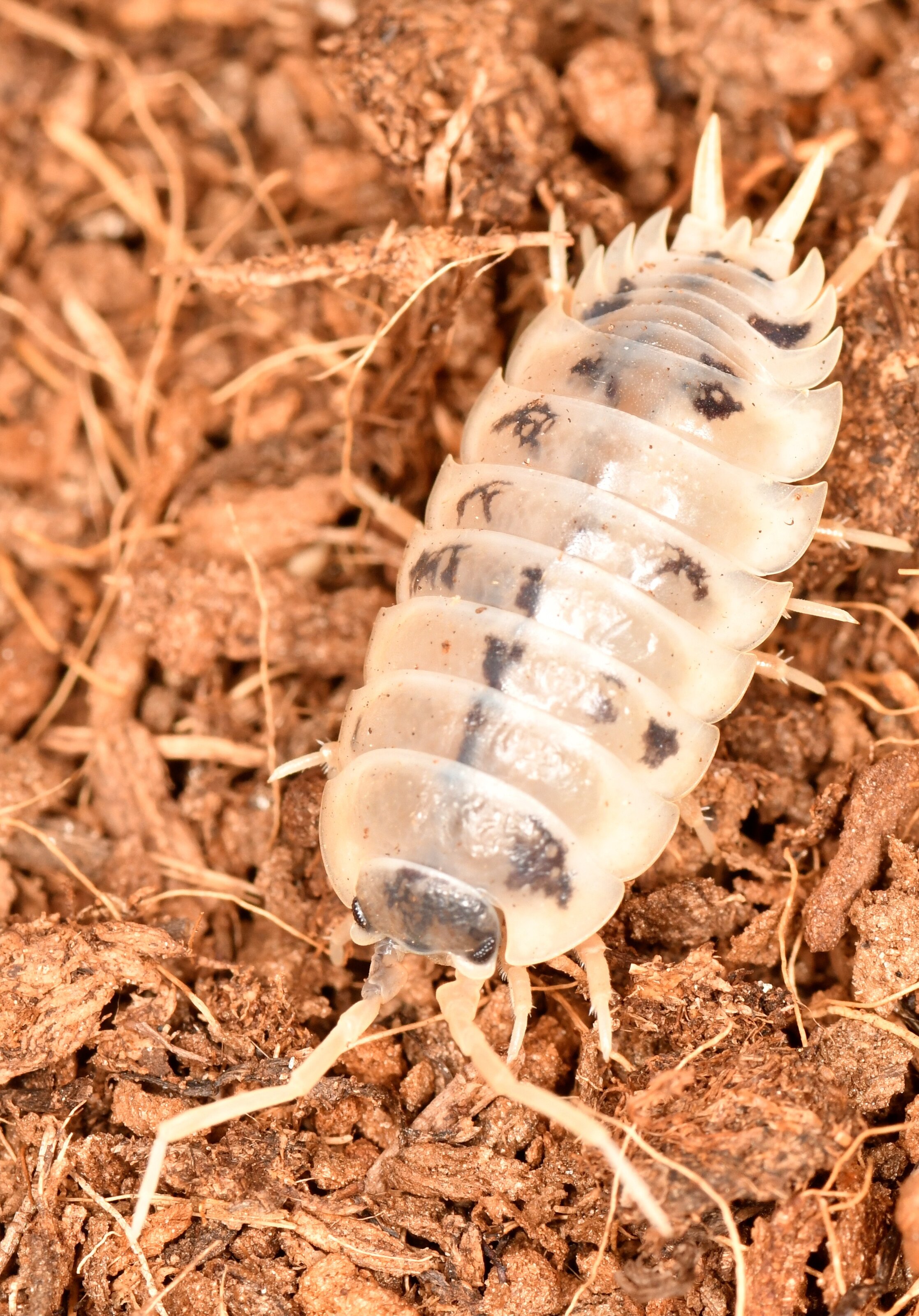 DSC_1114 - copia.JPG