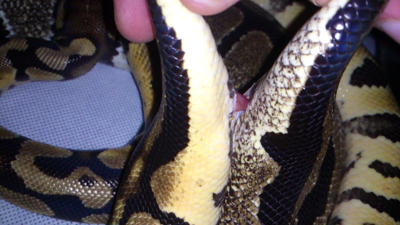 Enganchamiento Cópula.png