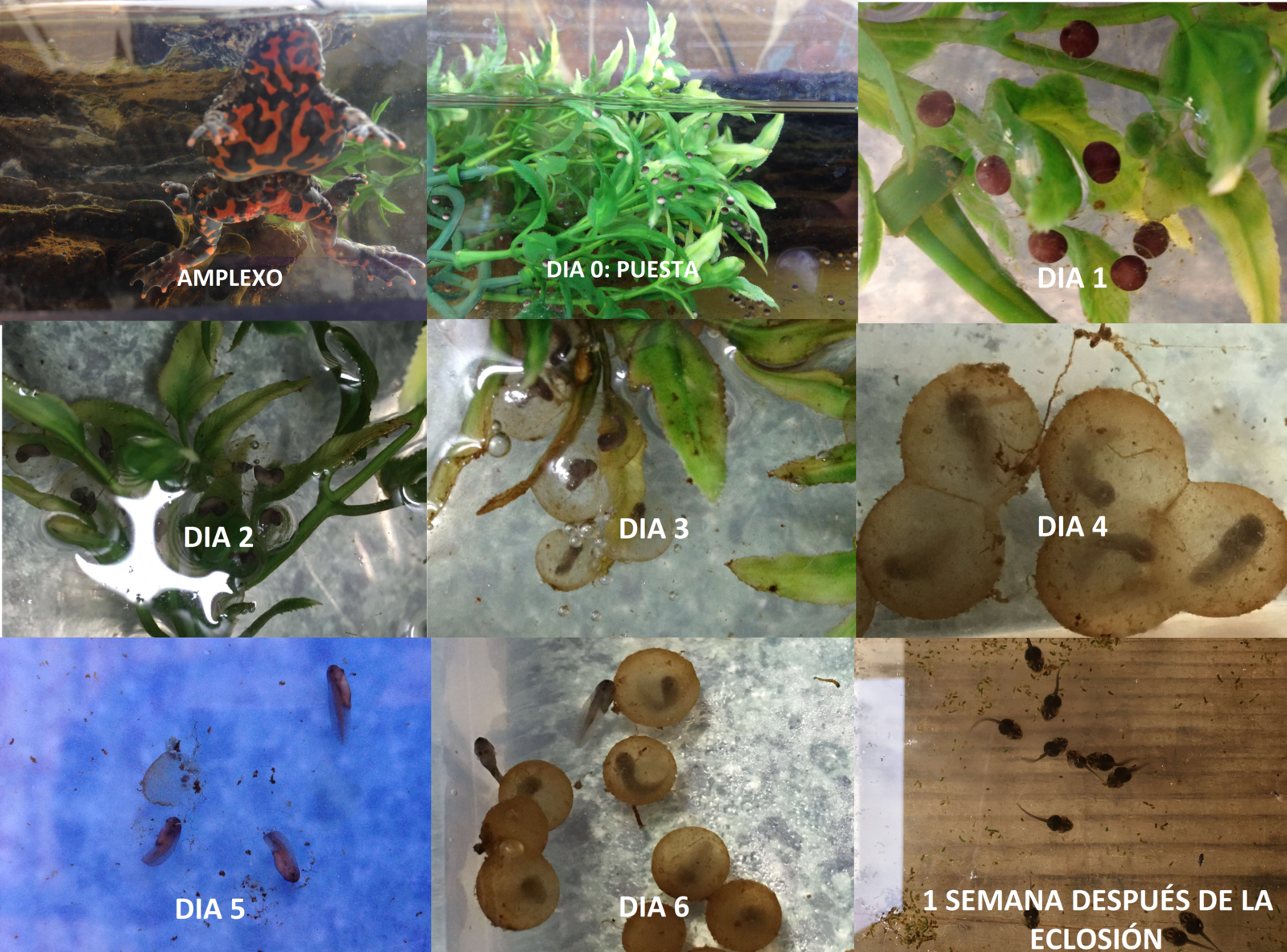 EVOLUCION PUESTA.png