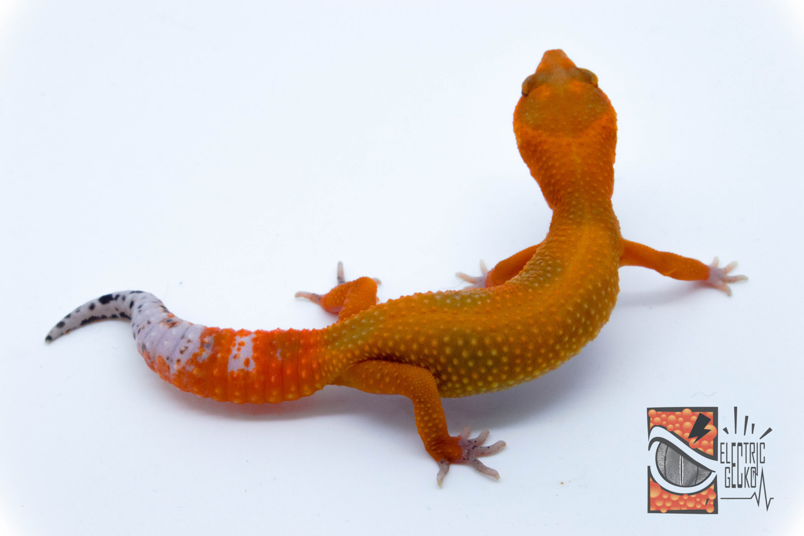 Farisi 2-8-2016 18g.jpg