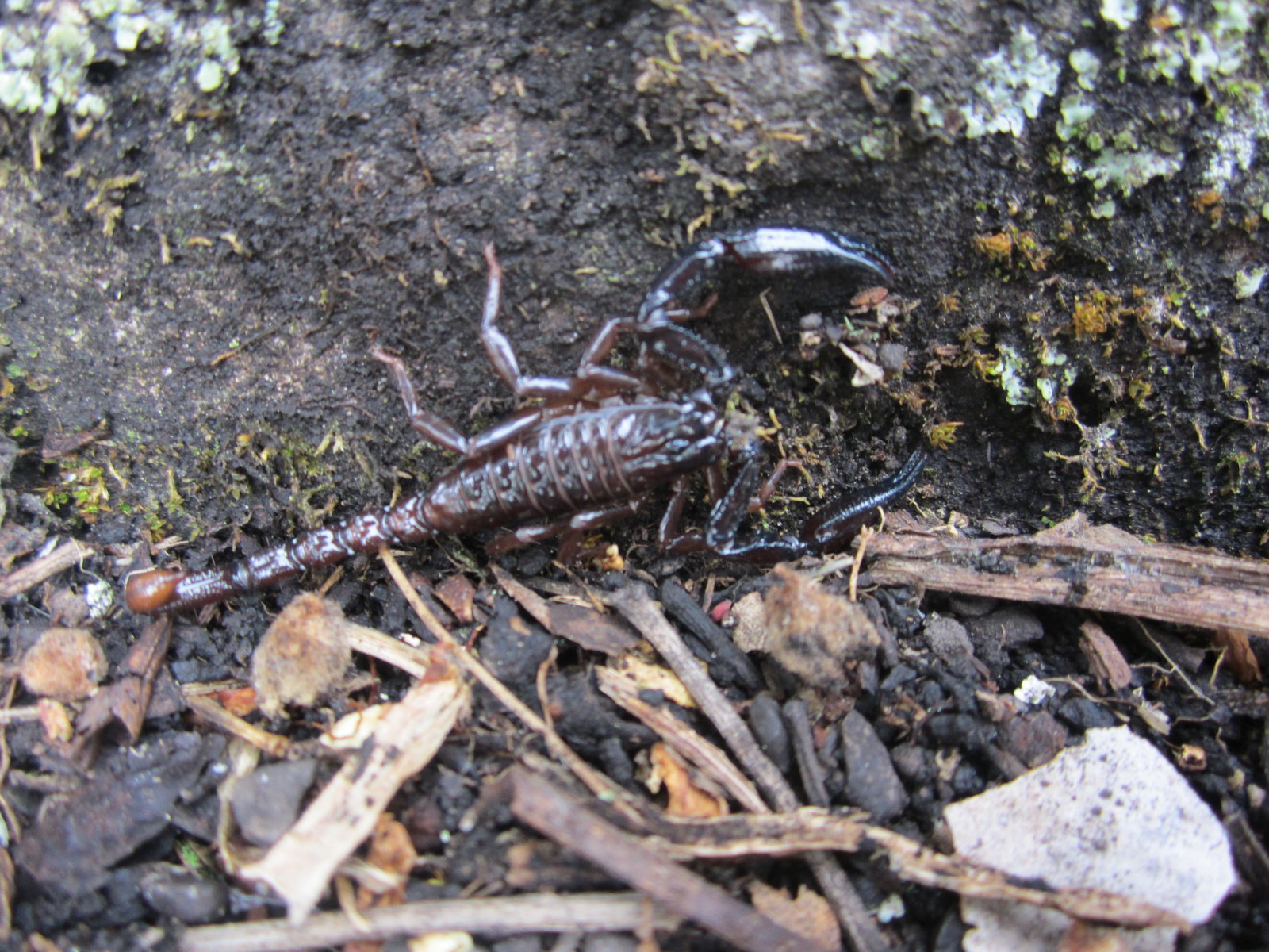 Fotografiado scito.JPG