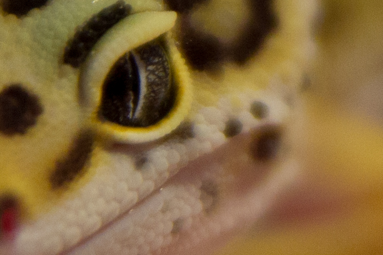 gecko-1.jpg