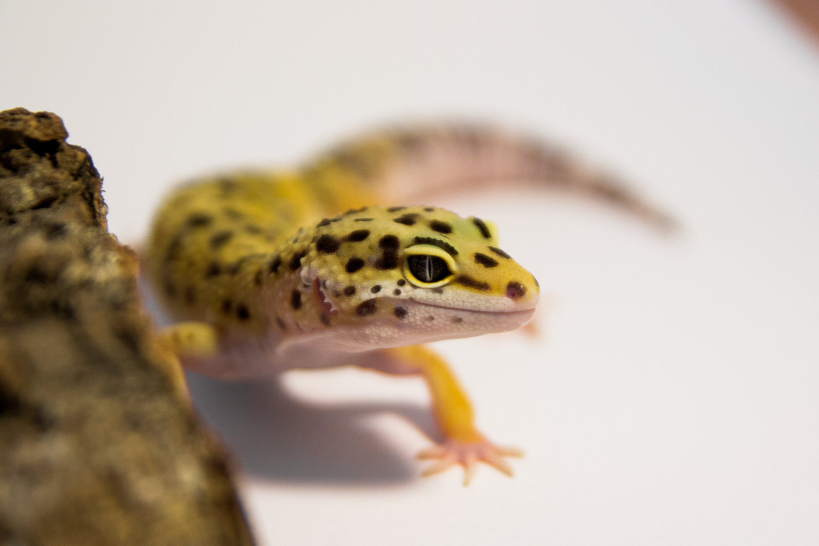 gecko-3.jpg