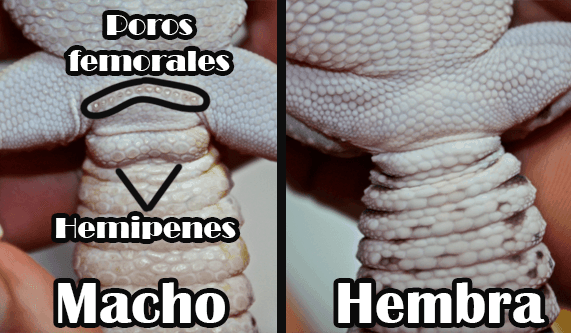 Gecko-leopardo-diferencia-macho-o-hembra.png