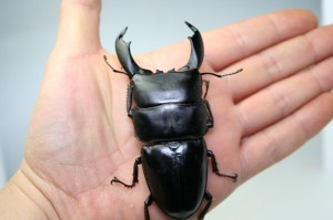 giant-indonesian-stag-beetle-300x199.jpg