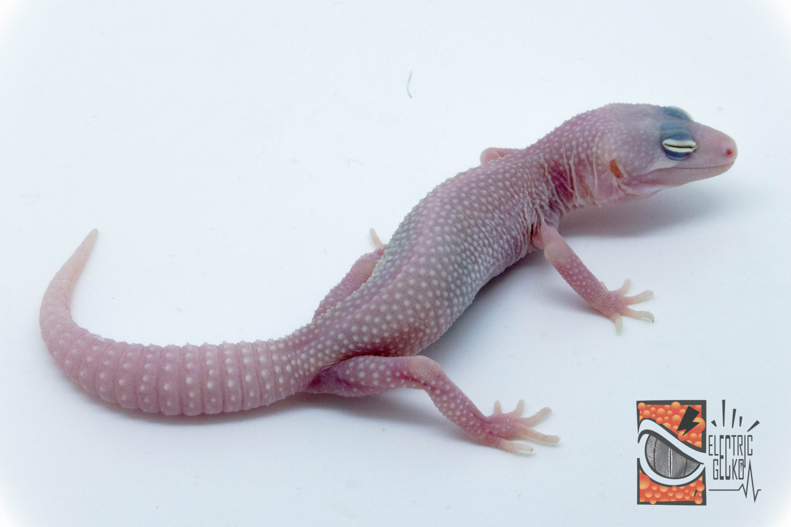 Grisa 11-6-2016_.jpg